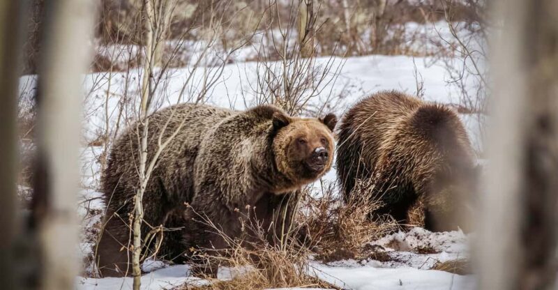 Jackson: Grand Teton Sunrise Safari with Naturalist Guide - Key Points