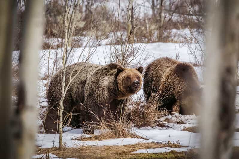Jackson: Grand Teton Sunrise Safari with Naturalist Guide - An In-Depth Look at the Sunrise Safari Experience
