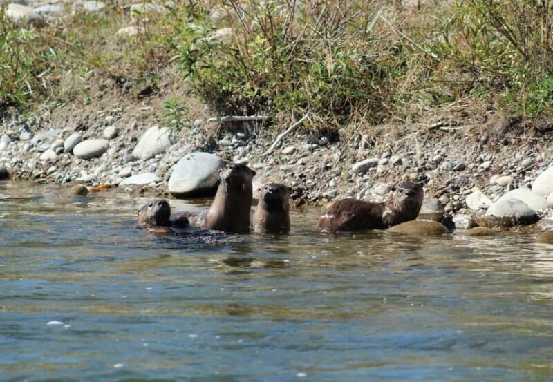 Jackson Hole: Comfortable Snake River Float Trip - Key Points