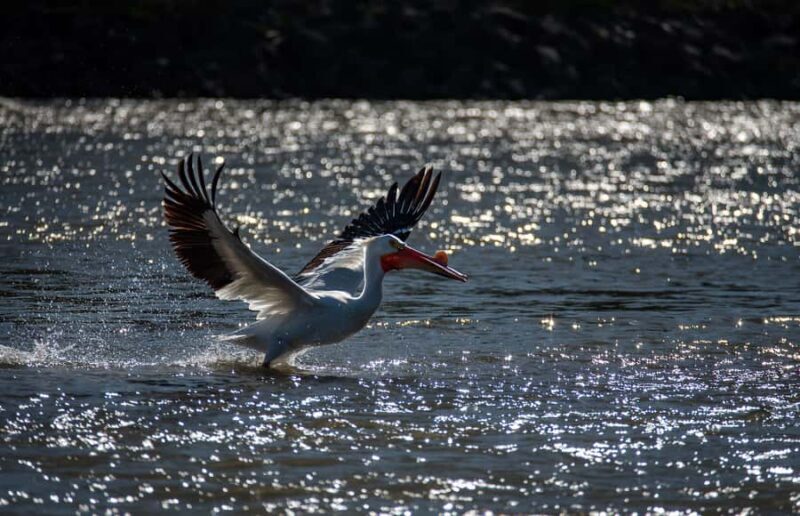 Jackson Hole: Comfortable Snake River Float Trip - In-Depth: The Itinerary and Experience