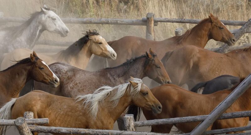 Jackson Hole: Dinner Cookout & Bridger-Teton Horseback Ride - The Sum Up: Who Will Love This Tour?