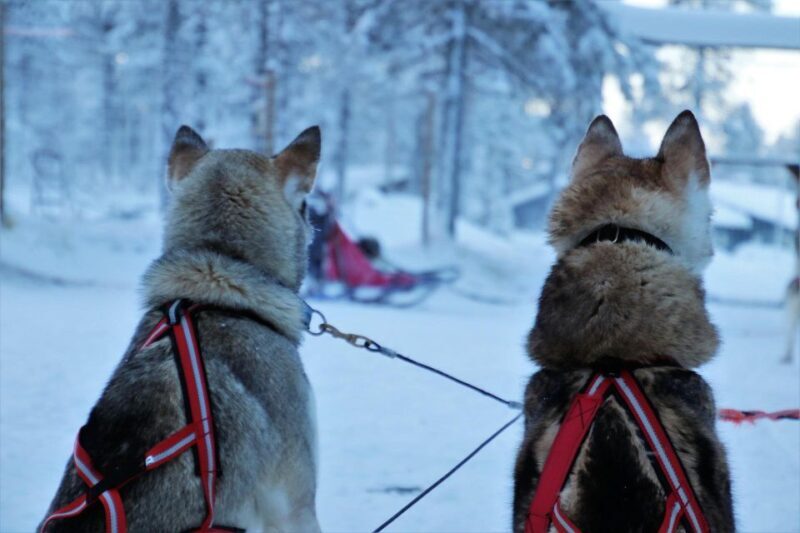 Jackson Hole: Dogsledding Tour with Hot Chocolate - FAQs