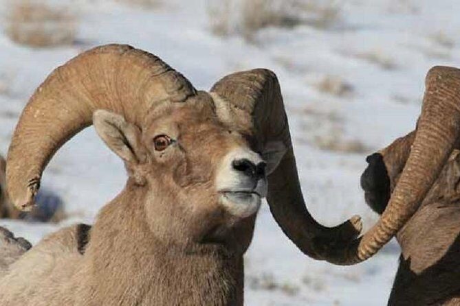 Jackson Hole & Grand Teton Park - Half-Day Wildlife Tour - Morning - The Itinerary in Detail
