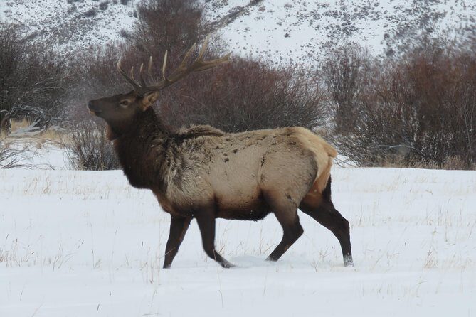 Jackson Hole & Grand Teton Park - Half-Day Wildlife Tour - Morning - The Value of This Wildlife Tour