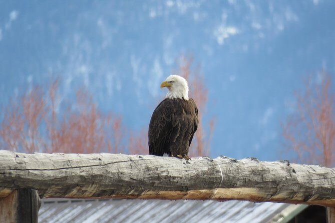 Jackson Hole & Grand Teton Park - Half-Day Wildlife Tour - Morning - Who Will Love This Tour