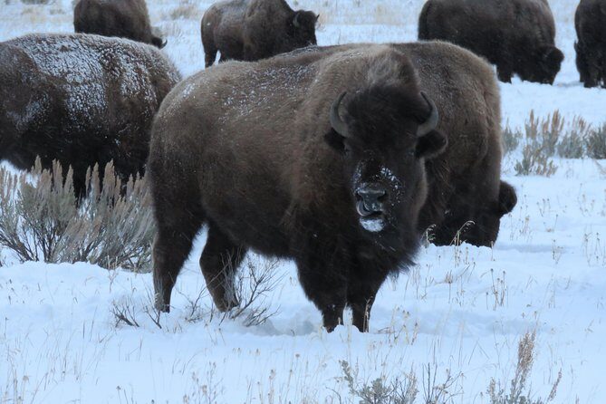 Jackson Hole & Grand Teton Park - Half-Day Wildlife Tour - Morning - The Sum Up