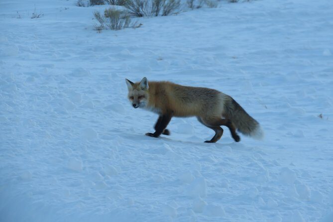 Jackson Hole & Grand Teton Park - Half-Day Wildlife Tour - Morning - FAQ