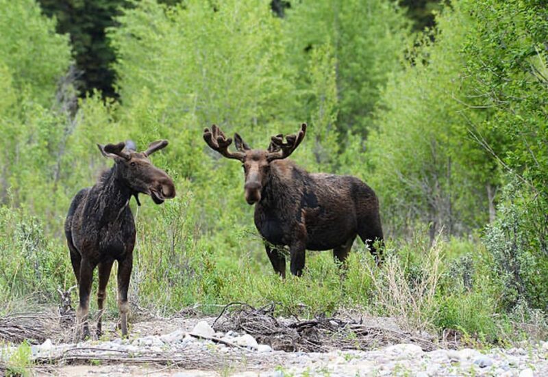 Jackson Hole: Snake River Scenic Float Tour with Chairs - Itinerary Breakdown