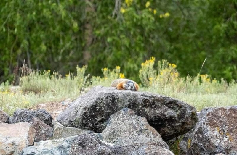 Jackson Hole: Snake River Scenic Float Tour with Chairs - What Makes This Tour Special?