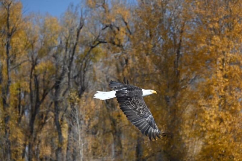 Jackson Hole: Snake River Scenic Float Tour with Chairs - The Experience Through the Eyes of Past Participants