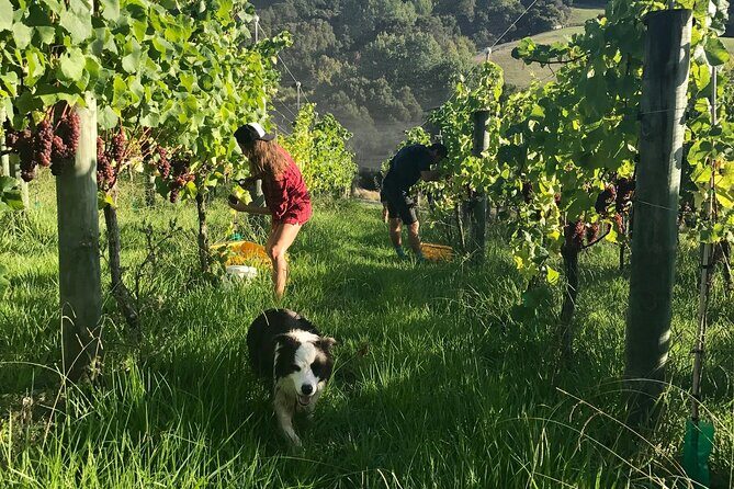 Jade Carving, Honey & Wine Tasting Private Tour - Frequently Asked Questions