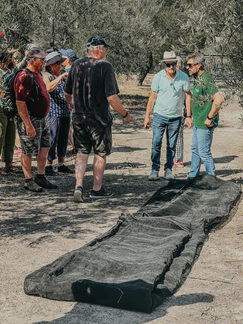 Jaén: Guided Olive Grove Tour - Key Points