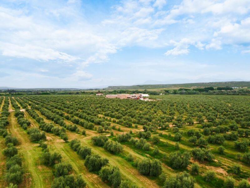 Jaen: Olive oil tour with the 5 senses, grove and tasing - A Closer Look at the Olive Oil Tour Experience