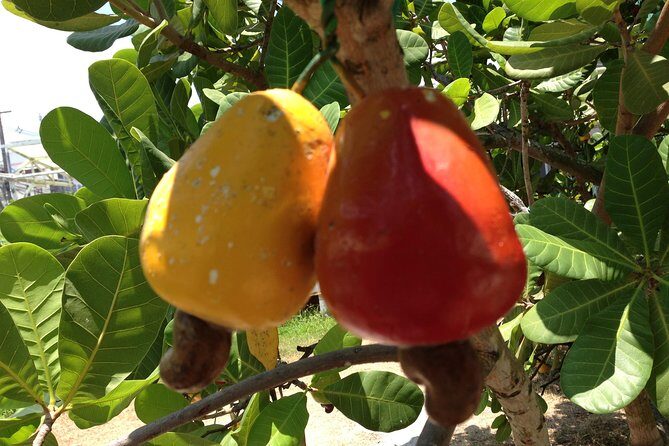 Jai Yen Yen - Touring and Tasting Phukets Treasures - Practicalities: What You Need to Know