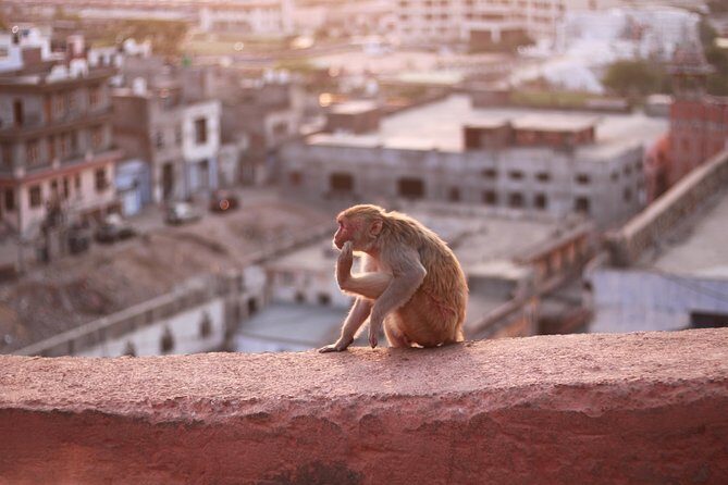 Jaipur Full Day - Is this Tour Worth It?