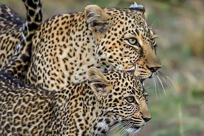 Jaipur Ranthambore Agra Delhi 3 Nights 4 Days - FAQs