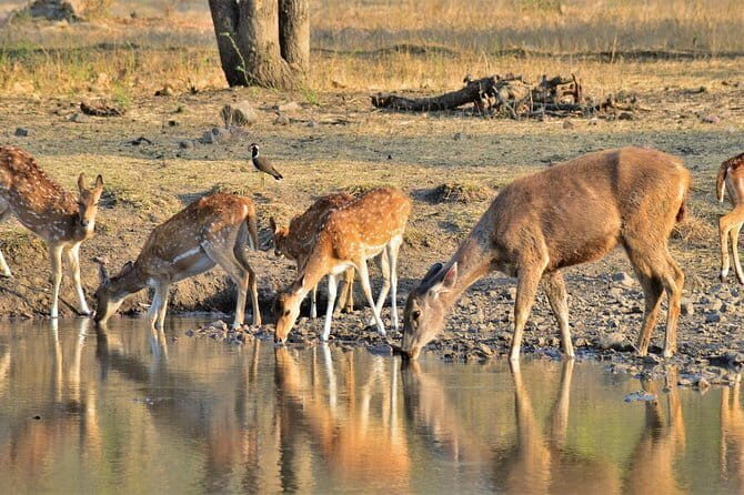 Jaipur: Ranthambore National Park- 4 hour Jeep or Canter Safari - A Closer Look at the Jaipur-Ranthambore Safari