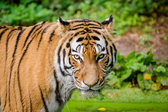 Jaipur Ranthambore Same Day Tour (Ask us on Email before booking) - Value and Practical Considerations