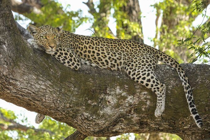 Jaipur to Jhalana Leopard reserve Private Day Trip All Inclusive - What Makes This Tour Valuable?