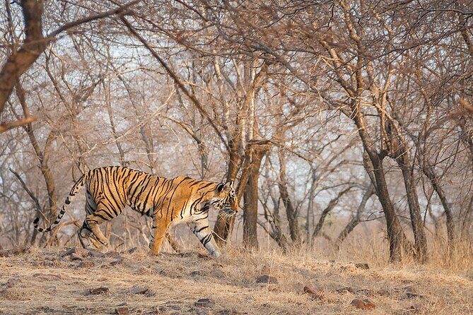 Jaipur to Ranthambore National Park Private One Day Trip - What’s Included and What’s Not