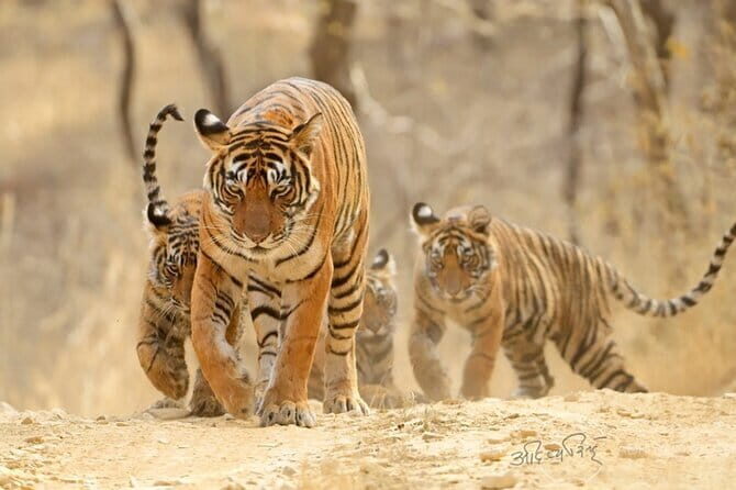 Jaipur to Ranthambore one way drop service - Analyzing the Route and Duration