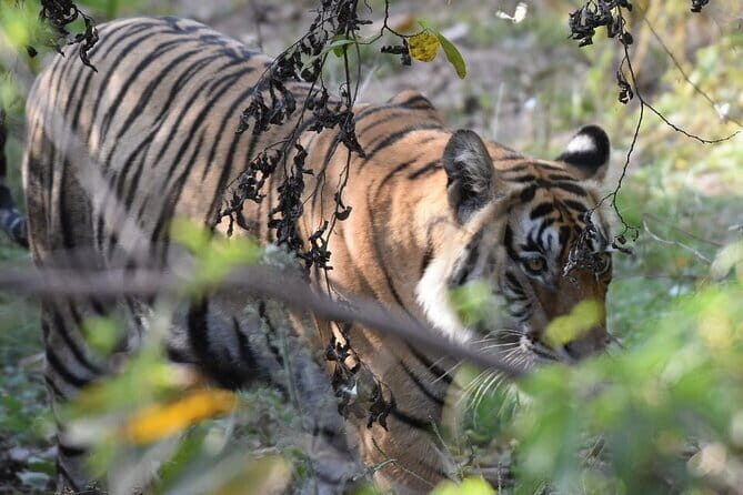 Jaipur to Shekhawati & Mandawa Full Day Private Tour - FAQ