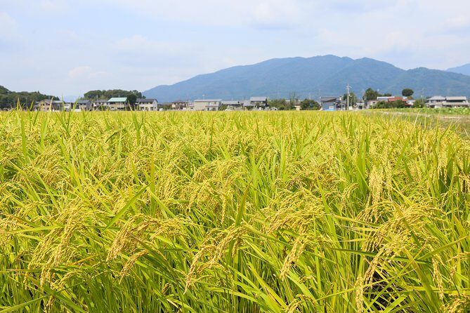 Japan's Rural Life & Nature: Private Half Day Cycling Near Kyoto - The Sum Up