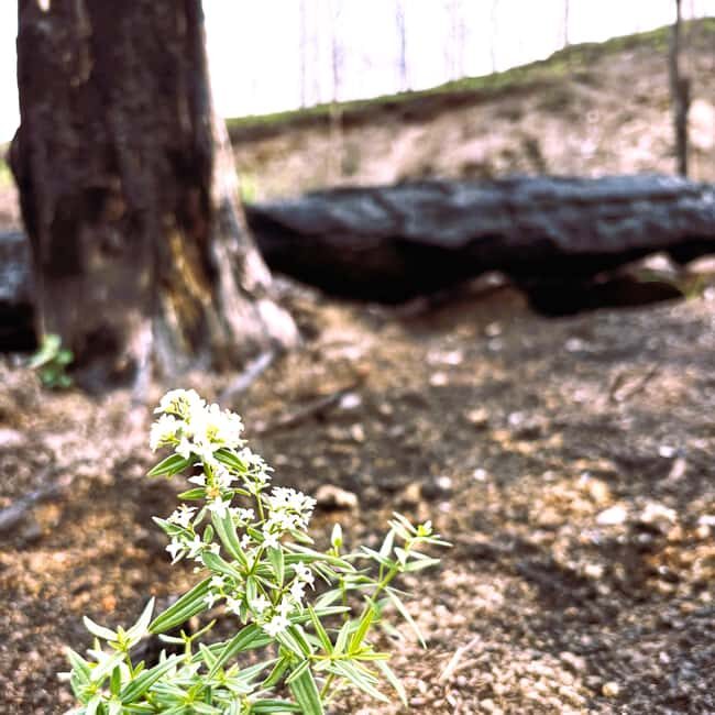 Jasper: Guided Wildfire Hike with Lunch - The Experience: A Walk Through Nature’s Rebirth