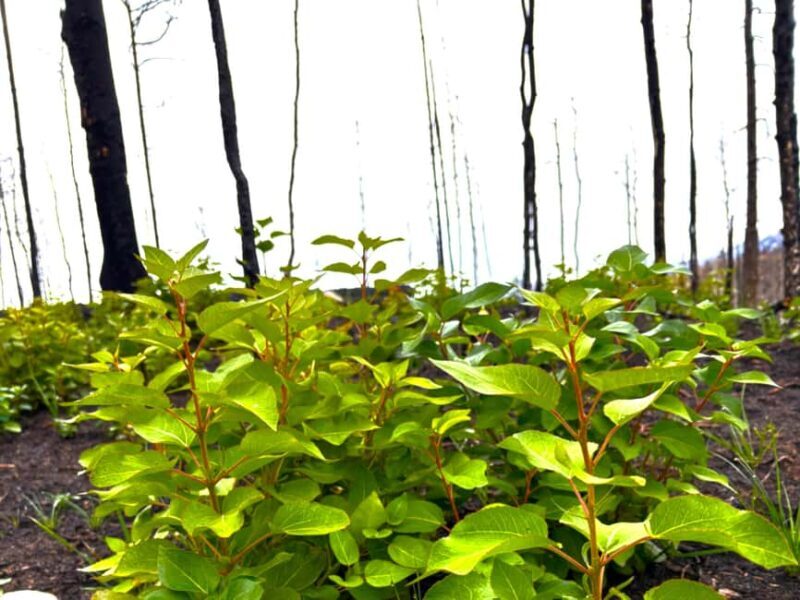 Jasper: Guided Wildfire Hike with Lunch - Detailed Breakdown of the Itinerary