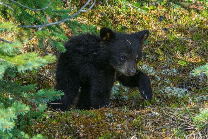 Jasper National Park: Evening or Morning Wildlife Watch Tour - What to Expect When Booking the Tour