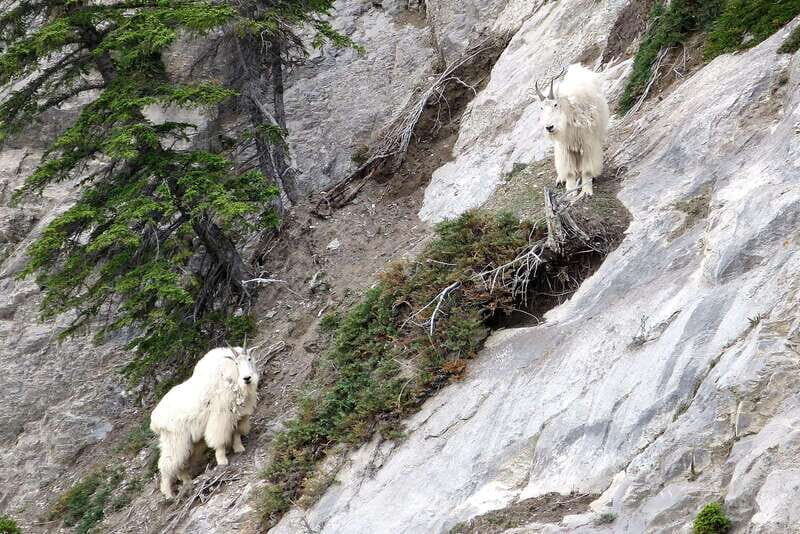 Jasper National Park: Evening or Morning Wildlife Watch Tour - FAQ