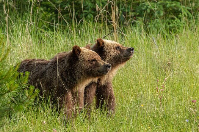 Jasper National Park Tour Maligne Valley, Medicine Lake with Walk - An In-Depth Look at the Jasper Maligne Valley Tour