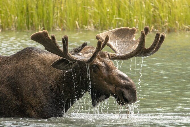 Jasper National Park Tour Maligne Valley, Medicine Lake with Walk - FAQ