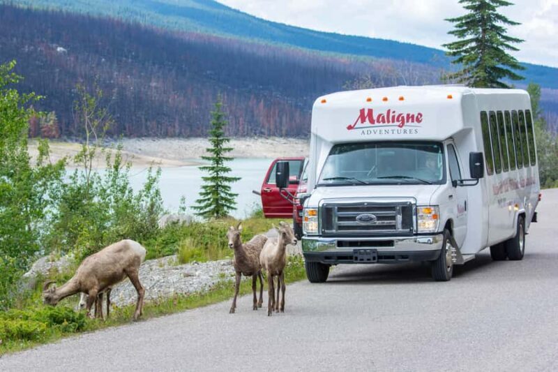 Jasper: Wildlife and Sightseeing Tour with Maligne Cruise - An Authentic Look at Jasper’s Wilderness in Just Six Hours