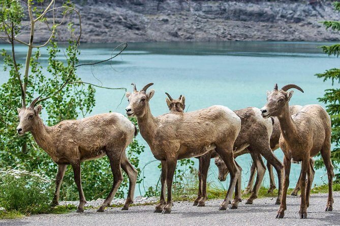Jasper Wildlife and Waterfalls Tour with Maligne Lake Hike - Who Will Love This Tour?
