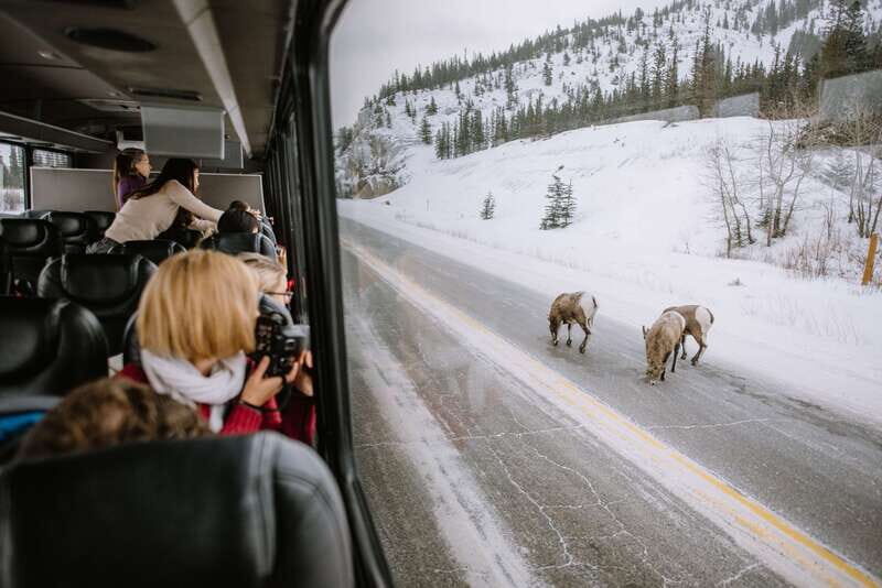 Jasper: Winter Wildlife Bus Tour in Jasper National Park - Key Points