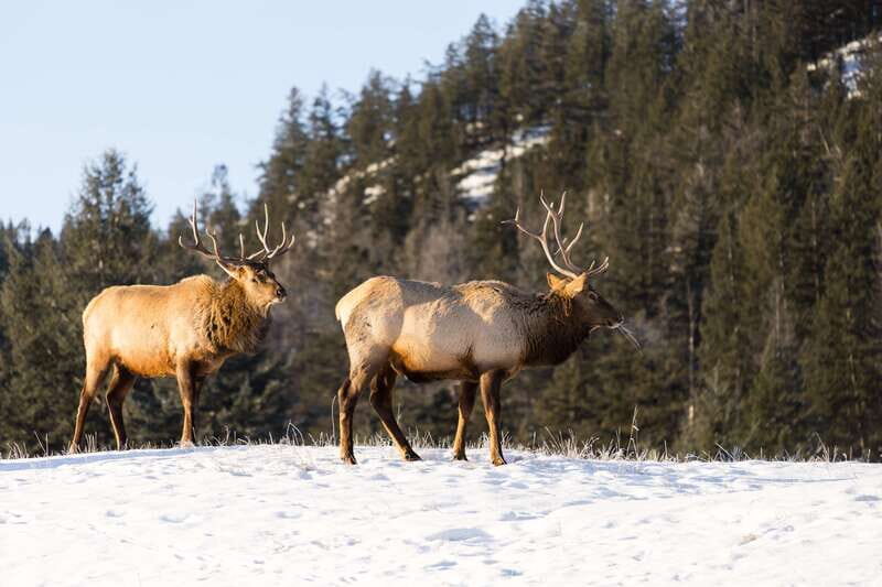 Jasper: Winter Wildlife Bus Tour in Jasper National Park - An In-Depth Look at the Jasper Winter Wildlife Bus Tour
