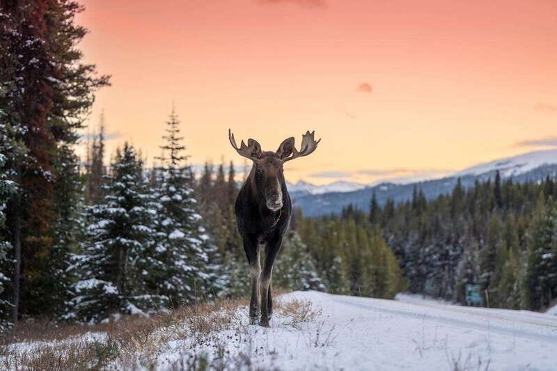 Jasper: Winter Wildlife Bus Tour in Jasper National Park - FAQs