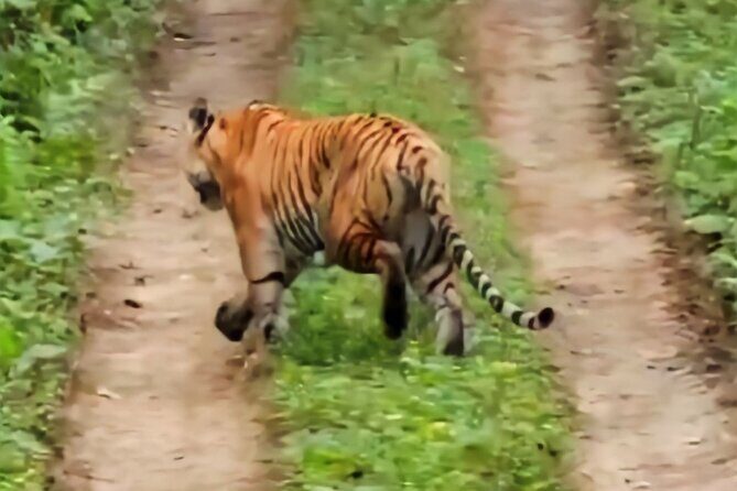 Jeep Safari (8-10 hrs., Private)inside Chitwan National Park. - Practical Tips for Your Safari