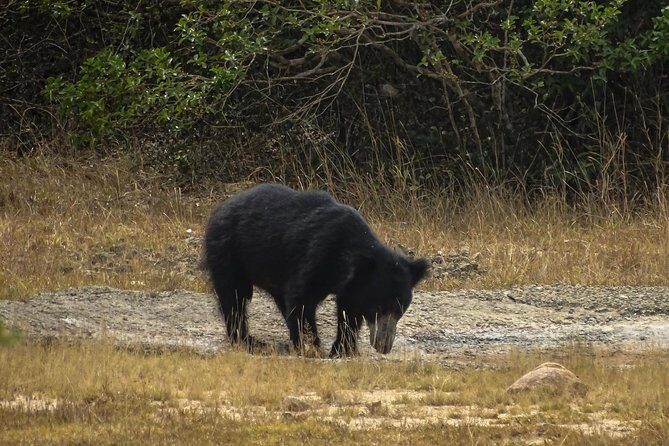 Jeep Safari at Kumana National Park - An In-Depth Look at the Tour Experience