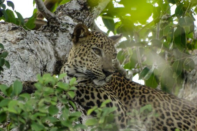Jeep Safari at Kumana National Park - The Worth of This Tour