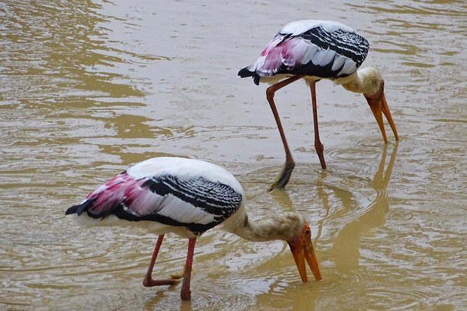 Jeep Safari at Kumana National Park - Final Thoughts