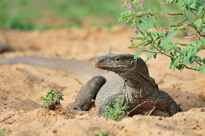 Jeep Safari at Yala National Park From Tissamaharama / Kataragama / Yala - FAQ