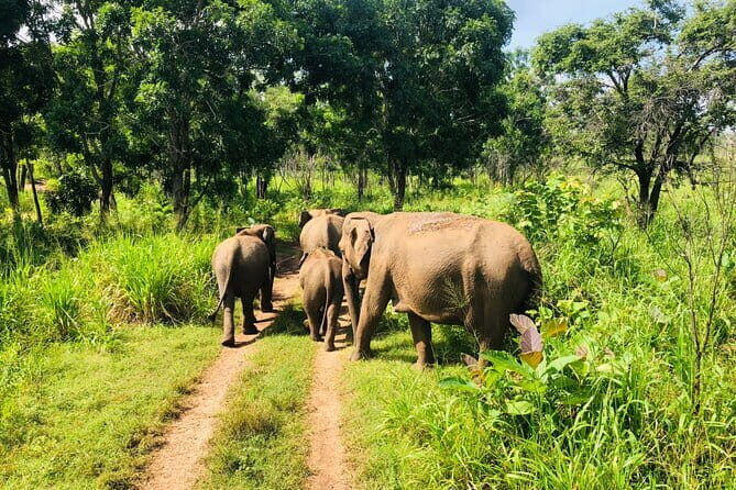 Jeep Safari - Key Points