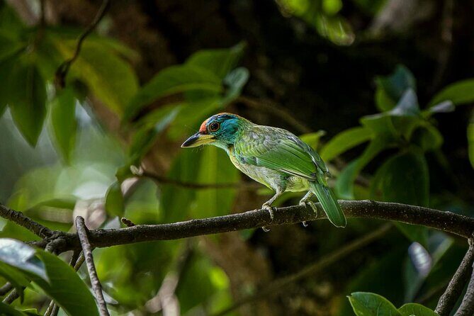 Jeep Safari in Nagarjun forest at Kathmandu - Wildlife Watching: A Hit or Miss?