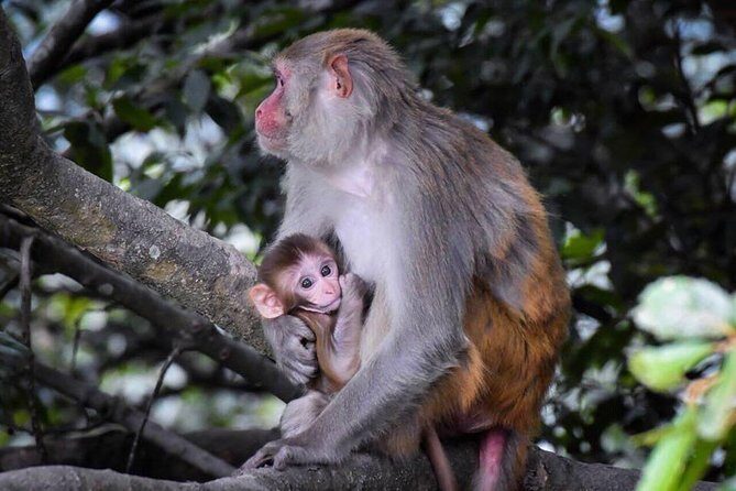 Jeep Safari in Nagarjun forest at Kathmandu - FAQ
