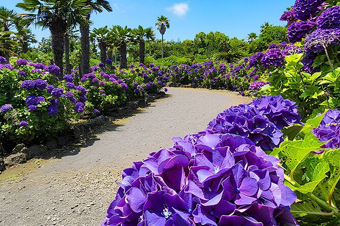 Jeju East Hydrangea Tour with UNESCO site - The Sum Up