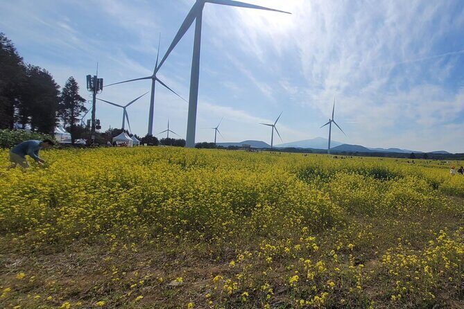 Jeju English Private Taxi Tour(1day, 2days, 3days & 1 to 8pax) - An In-Depth Look at the Jeju Private Taxi Tour