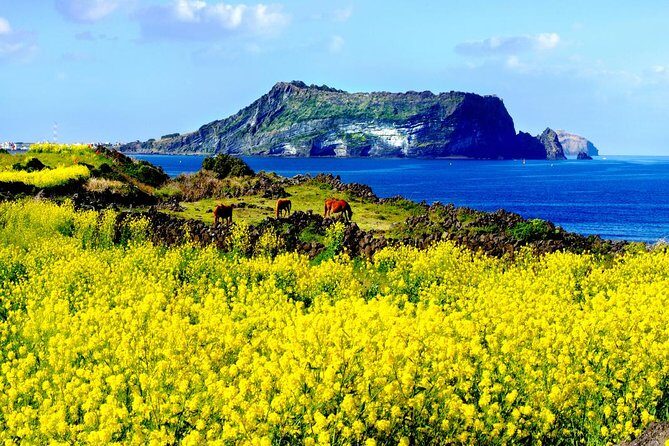 Jeju Premium Small Group UNESCO Day Tour - East Course - Haenyeo Museum: Diving into Local Culture