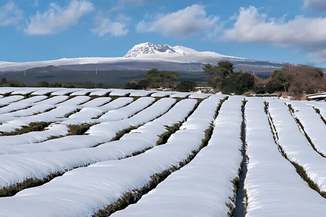 Jeju West South Winter Tour Snow, Camellia, Mandarin Picking - Transportation & Group Dynamic